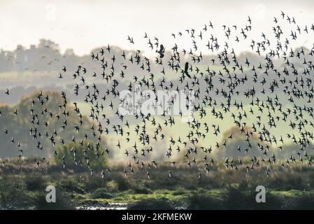 Herde von Dunlins, Dunlin, Calidris alpina in Gegensonnenstrahlen über Marschland, Devon, Europa Stockfoto