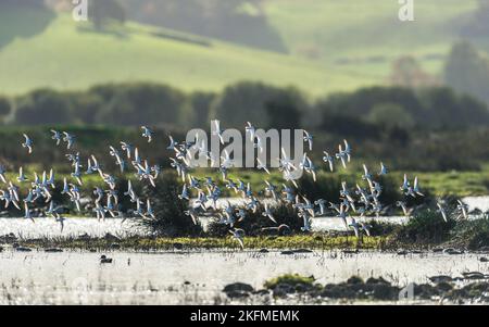 Herde von Dunlins, Dunlin, Calidris alpina in Gegensonnenstrahlen über Marschland, Devon, Europa Stockfoto