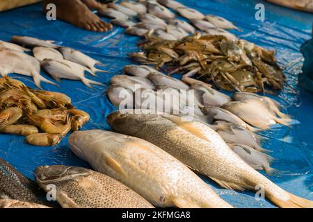 Verschiedene Seefische, die für den Verkauf auf dem Fischmarkt Indiens zusammengehalten werden. Frischer Fang aus dem Meer. Stockfoto