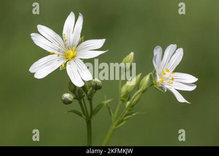 Größere Stitchwort Stockfoto