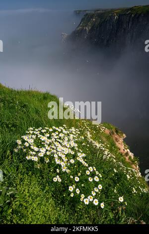 Scentless mayweed Bempton Cliffs scentless mayweed; Tripleurospermum inodorum; blühende Pflanzen im Küstenhabitat RSPB Bempton Cliffs, Yorkshire J Stockfoto