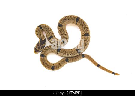 Schönes Pattern aus kleinbänderiger Kukri-Schlange, die sich auf weißem Hintergrund kräuselt Stockfoto