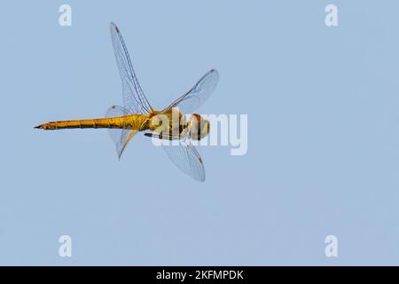 Männliche Globe Skimmer Libelle oder wandernder Gleiter schweben in der Luft Stockfoto