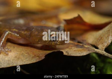 Nahaufnahme eines Subadulten des gefährdeten Limenstone-Salamanders, Hydromantes brunus, der auf einem braunen Blatt in Kalifornien sitzt Stockfoto