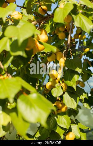 Eine reife gelbe Aprikose auf einem Baum vor einem Hintergrund von zarten grünen Blättern mit einem verschwommenen Hintergrund. Ein natürliches Produkt für einen gesunden Nussbaum Stockfoto