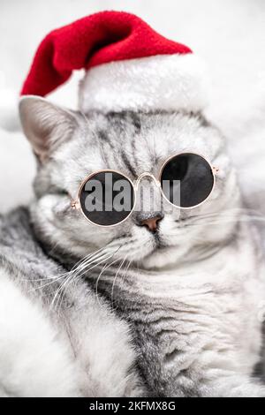 Weihnachtskatze in einem roten weihnachtsmütze und einer dunklen Brille sitzt auf weißem Hintergrund. Haustiere, Weihnachtsgeschichten mit Haustieren. Stockfoto