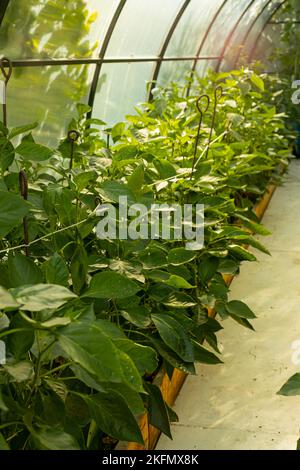 Frische und grüne Pfeffer-Sämlinge werden zum Verkauf im Gewächshaus angebaut. Pfeffer-Gewächshaus. Grüner Blatthintergrund. Stockfoto