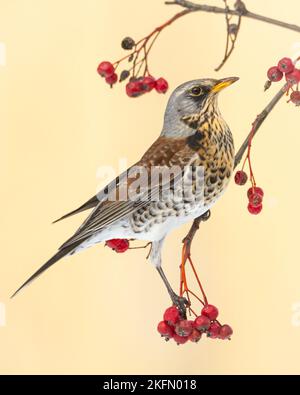 Eine Feldfare, Turdus pilaris, ein Vogel, der während der Herbstsaison Beeren auf einem Weißdornbusch frisst Stockfoto