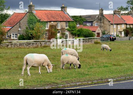 Schafe weiden auf dem Grasrand in Goathland, North Yorkshire, ein häufiger Anblick im Dorf. Stockfoto