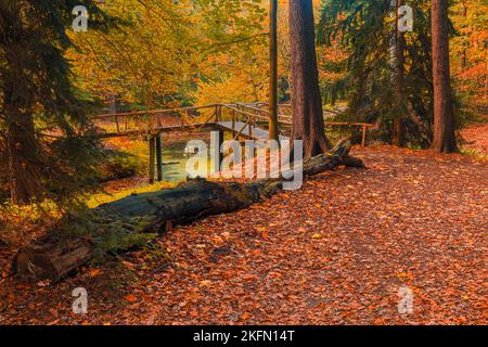 Herbst in Slochterbos (Slochter Forest). Der Wald ist Teil des Fraeylemaborg in Slochteren, in der Provinz Groningen, Niederlande. Stockfoto
