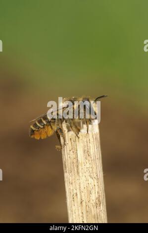 Natürliche Nahaufnahme eines Weibchen der gewöhnlichen Patchwork-Biene, Megachile centuncularis Stockfoto