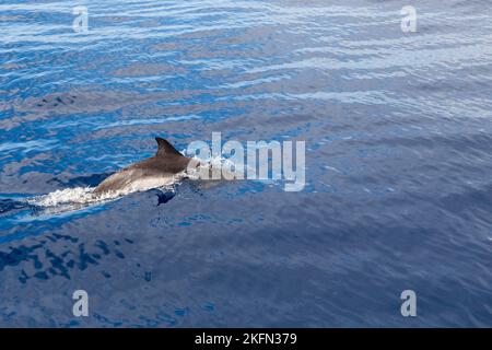 Dies ist die Rückseite eines Delphins, der sich nahe der Oberfläche des Meerwassers bewegt. Stockfoto