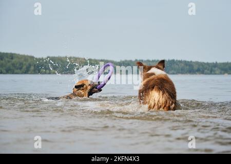 Zwei Hunde spielen beim Laufen und Schwimmen im Wasser. Australian Shepherd läuft in Richtung Schäferhund mit Spielzeug in den Zähnen am Fluss sonnig heißen Sommertag. Hinten vi Stockfoto