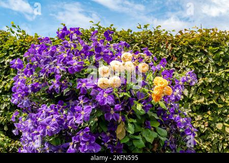 Eine Clematis- und Rosenshow in Arundel Castle Gardens, Arundel, West Sussex, Großbritannien. Stockfoto