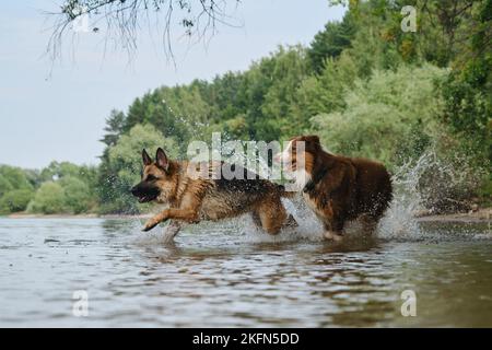 Zwei spielende Hunde fangen im Wasser an zu laufen. Sprühen Sie in verschiedene Richtungen. Australier und Deutscher Schäferhund haben Spaß auf dem Fluss im sonnigen heißen Sommer Stockfoto