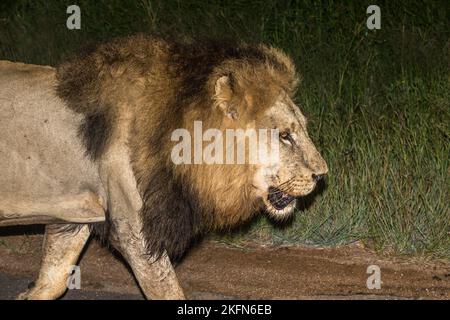 Einpoliger männlicher Löwe (Panthera leo), fotografiert auf einer Nachtfahrt im Krüger National Park, Südafrika Stockfoto