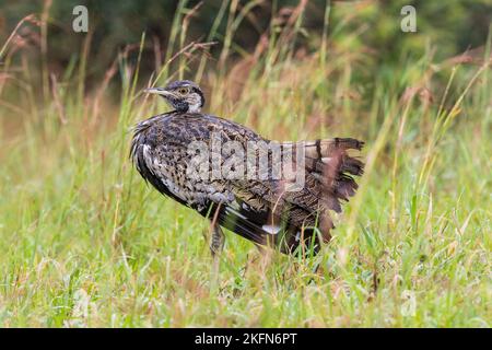 Schwarzbauchmuscheln oder Schwarzbauchkorhaan (Lissotis melanogaster) im Grasland im Krüger-Nationalpark, Südafrika Stockfoto