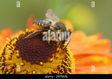 Bunte Nahaufnahme einer weiblichen Patchwork-Biene, Megachile centuncularis auf orangefarbenen Helenium-Herbstblumen Stockfoto