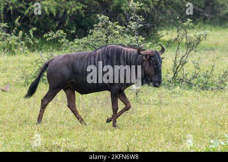 Blue Wildebeest (Connochaetes taurinus) im Krüger National Park, Südafrika Stockfoto