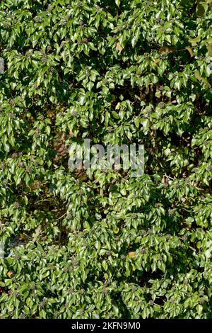 efeu (Hedera Helix) mit Früchten bei Tree, Deutschland Stockfoto
