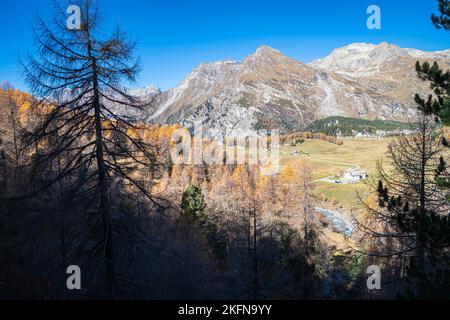 Einzelne Lärche mit Herbstfarben auf einem Berghang in der Nähe von La Punt-Chamues-ch im Engadiner Tal, Schweiz Stockfoto