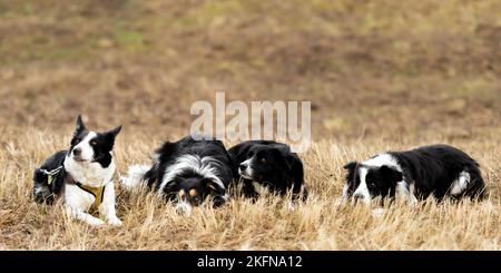Ein großes Rudel gehorsamer Hunde - Border Collies in mehreren Altersgruppen vom jungen Hund bis zum Senioren Stockfoto