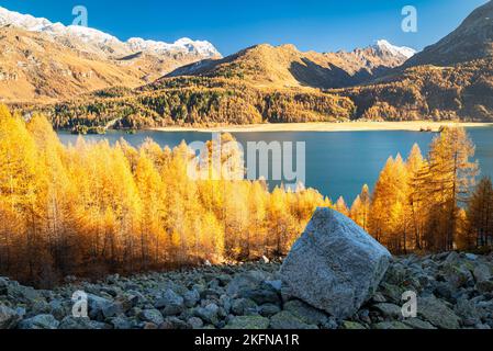 Herrlicher Blick über den Sils-See im Engadin, Schweiz von einem Geröllhang aus. Schöne Lärchen in Herbstfarben. Stockfoto