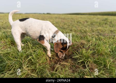 Kleiner Hund, der auf einer Wiese ein Loch in den Boden gräbt. Tricolor glatt beschichtet Jack Russell Terrier 10 Jahre alt Stockfoto