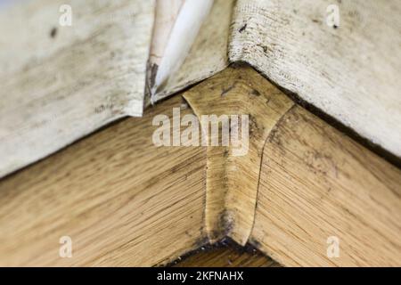 Pilz in der Wohnung auf dem Sockel, Tapete, Wand Stockfoto