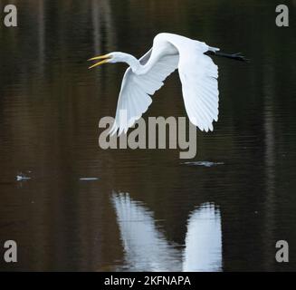 Great Egret (Ardea alba) im Flug über dem Wasser Stockfoto