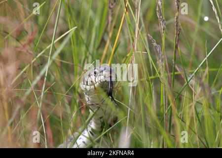 Grasschlange im Gras schnüffelt mit der Zunge Stockfoto