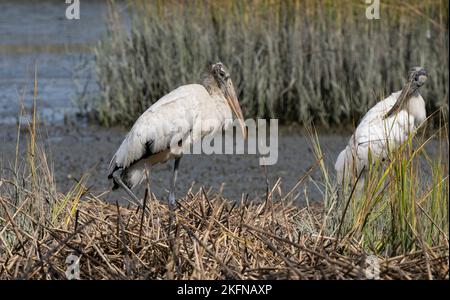 Holzstorch (Mycteria americana) inmitten von Sumpfgräsern Stockfoto