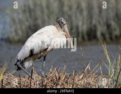 Holzstorch (Mycteria americana) inmitten von Sumpfgräsern Stockfoto