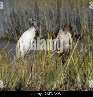 Holzstorch (Mycteria americana) inmitten von Sumpfgräsern Stockfoto