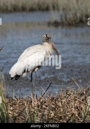 Holzstorch (Mycteria americana) inmitten von Sumpfgräsern Stockfoto