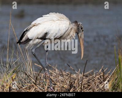 Holzstorch (Mycteria americana) inmitten von Sumpfgräsern Stockfoto