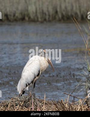 Holzstorch (Mycteria americana) inmitten von Sumpfgräsern Stockfoto