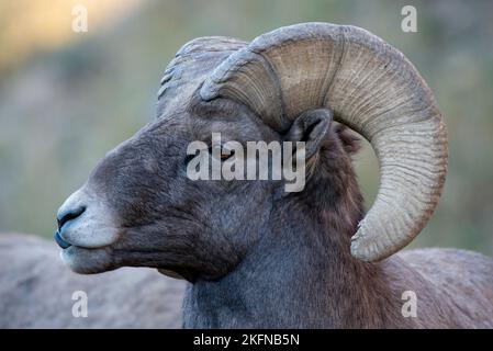 Das Profilporträt eines Dickhornschafs auf verschwommenem Hintergrund im Waterton Canyon. Stockfoto