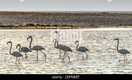 Eine Herde Flamingos, die im Wasser bei Sardinien, Italien, watten Stockfoto