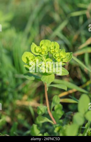 Blütenstand der Sonnenspurge (Ephorbia helioscopia). Stockfoto