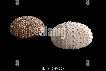 Die zwei Muscheln von Seeigel isoliert auf schwarzem Hintergrund Stockfoto