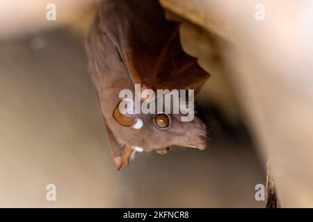 Peters Epauletted Fruit bat (Epomophorus crypturus), der im Februar 2017 unter einem Dach im Krüger National Park, Südafrika, brütet Stockfoto