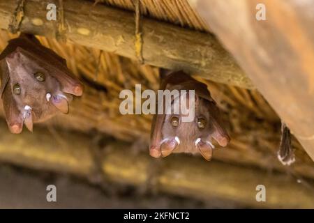 Peters Epauletted Fruit bat (Epomophorus crypturus), der im Februar 2017 unter einem Dach im Krüger National Park, Südafrika, brütet Stockfoto