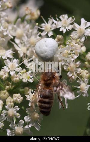 Weiße Krabbenspinne mit einer Biene als Beute auf einer weißen Blume Stockfoto