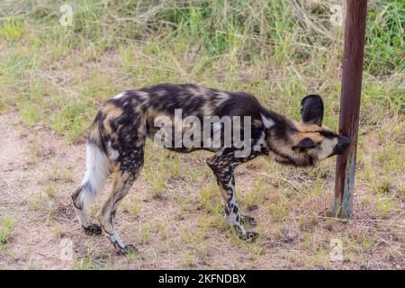 African Wild Dog (Lycaon pictus) im Kruger National Park, Südafrika, im februar 2017 Stockfoto