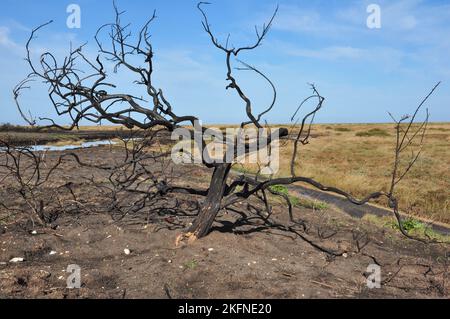 Die Folgen eines wilden Feuers an der Küste zwischen Morston und Stiffkey, Norfolk, England, Großbritannien Stockfoto