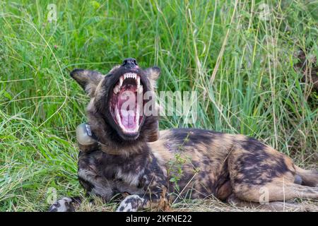 African Wild Dog (Lycaon pictus) gähnt im Februar 2017 im Kruger National Park, Südafrika. Einzelperson mit Funksenderkragen. Stockfoto