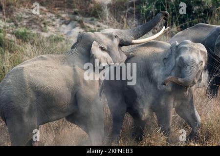 Das Bild des asiatischen Elefanten (Elephas maximus) wurde im Corbett-Nationalpark, Indien, aufgenommen Stockfoto