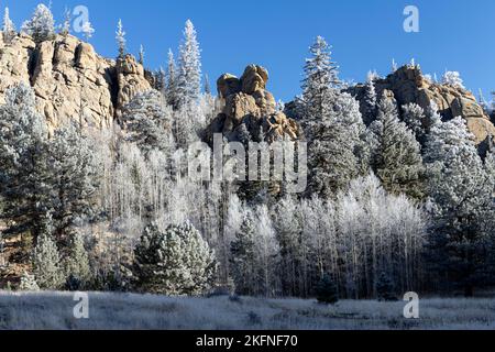 Nebel hat eine wunderschöne Frostdecke auf den Espenbäumen des Eleven Mile Canyon hinterlassen Stockfoto
