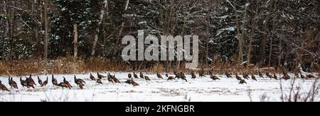 Herde von (Meleagris galopavo) wilden Truthäuten, die in einem schneebedeckten Wisconsin-Feld fressen, Panorama Stockfoto